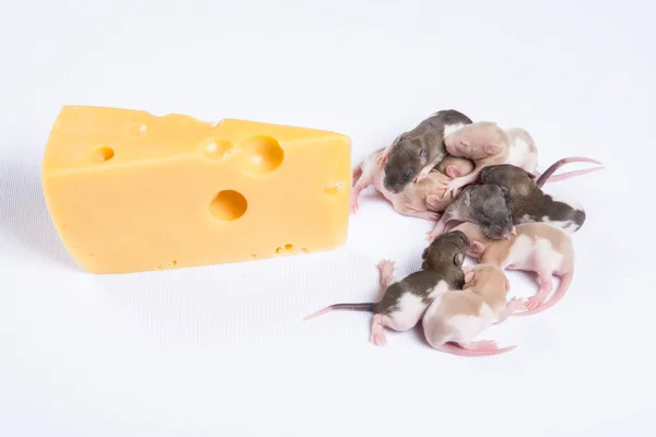 Kleine Ratte schläft neben einem großen Stück Käse — Stockfoto