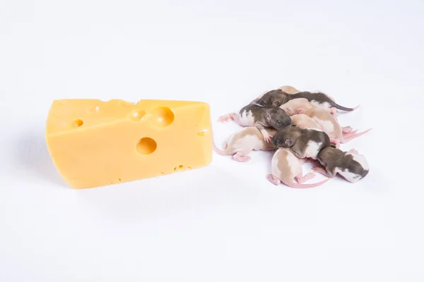 Pequeña rata durmiendo junto a un gran trozo de queso —  Fotos de Stock