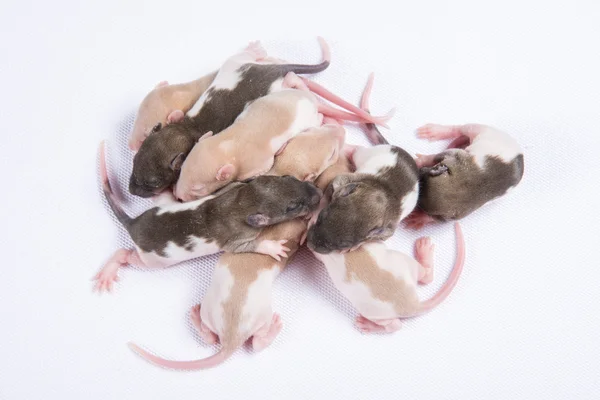 Pequeno bando de ratos — Fotografia de Stock