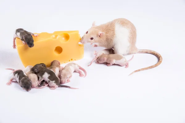 A maioria dos ratos com crianças come um grande pedaço de queijo — Fotografia de Stock