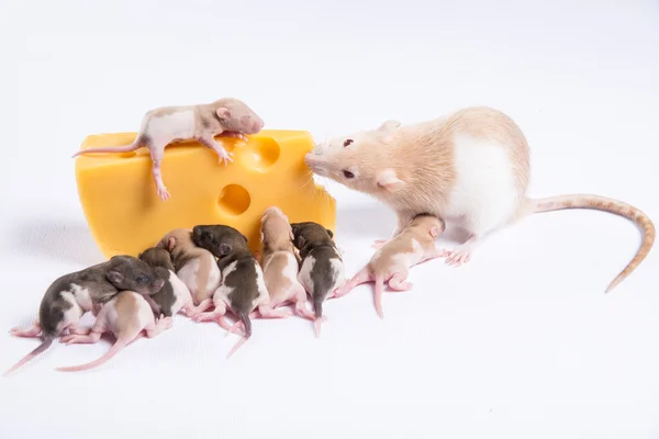 De flesta råtta råttor med barn äter en stor bit ost — Stockfoto