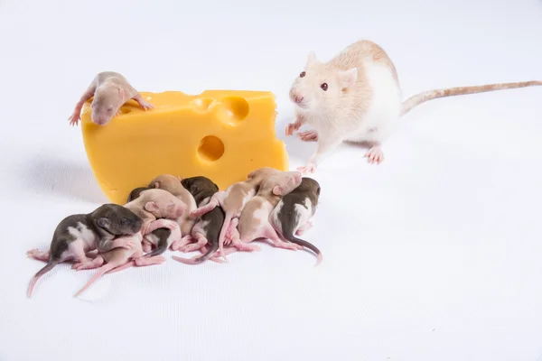 Meeste rat ratten met kinderen eten een groot stuk van kaas — Stockfoto