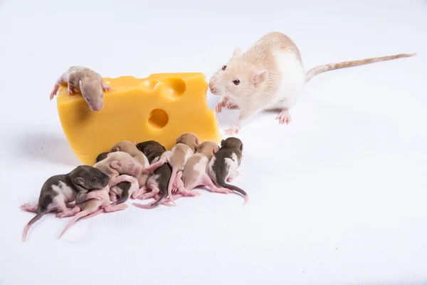 Οι περισσότεροι αρουραίοι αρουραίος με τα παιδιά τρώνε ένα μεγάλο κομμάτι του τυριού — Φωτογραφία Αρχείου