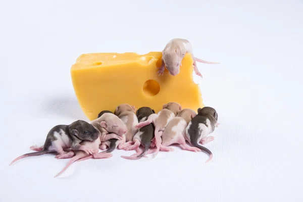 Kleine rat slaap naast een groot stuk kaas — Stockfoto