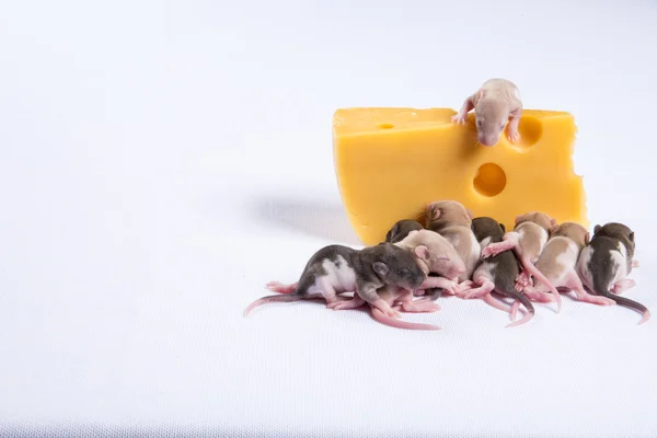 Маленькая крыса спит рядом с большим кусочком сыра — стоковое фото