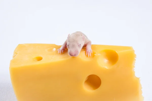 Kleine Ratte sitzt auf einem großen Stück Käse — Stockfoto