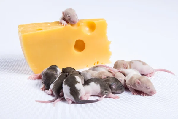 Pequeña rata durmiendo junto a un gran trozo de queso — Foto de Stock