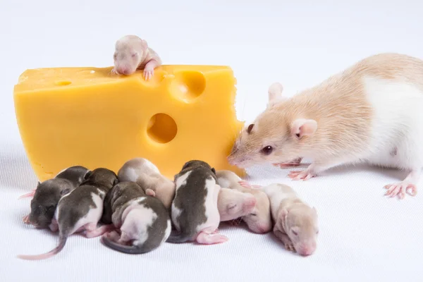 Die meisten Ratten mit Kindern essen ein großes Stück Käse — Stockfoto