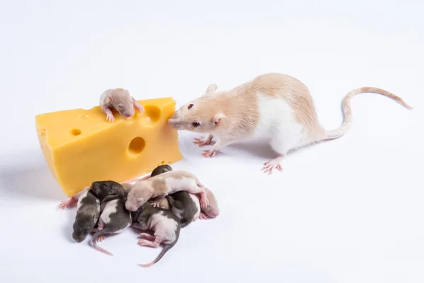 Most rat rats with children eat a big piece of cheese — Stock Photo, Image