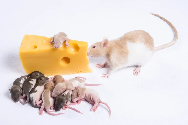 Meeste rat ratten met kinderen eten een groot stuk van kaas — Stockfoto