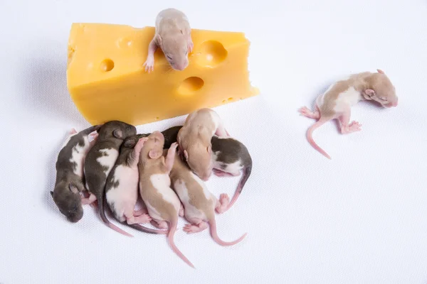 Most rat rats with children eat a big piece of cheese — Stock Photo, Image