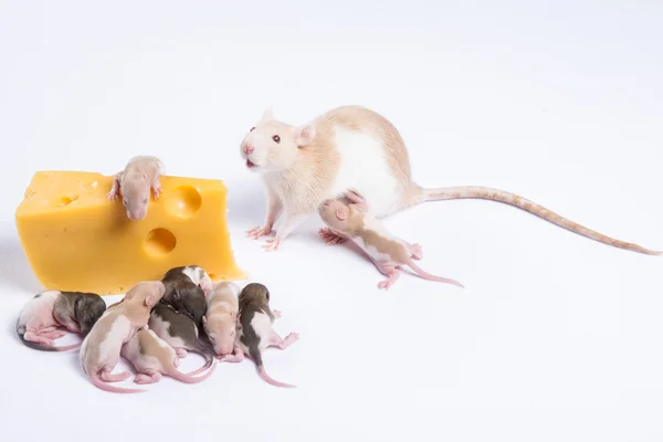 Meeste rat ratten met kinderen eten een groot stuk van kaas — Stockfoto