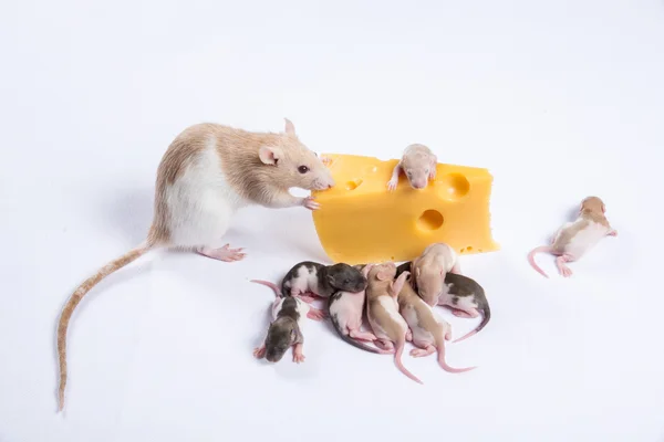 Meeste rat ratten met kinderen eten een groot stuk van kaas — Stockfoto