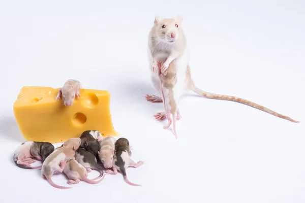 Rata blanca de pie sobre dos patas al lado del queso — Foto de Stock