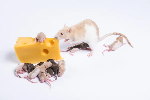 Meeste rat ratten met kinderen eten een groot stuk van kaas — Stockfoto