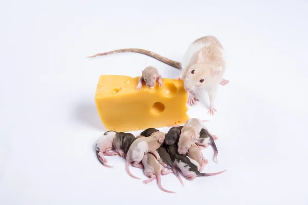De flesta råtta råttor med barn äter en stor bit ost — Stockfoto