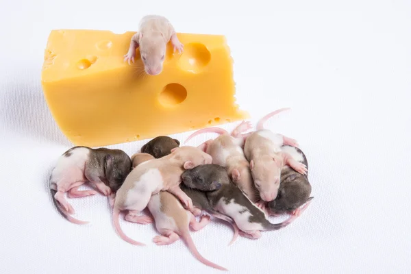 Meeste rat ratten met kinderen eten een groot stuk van kaas — Stockfoto