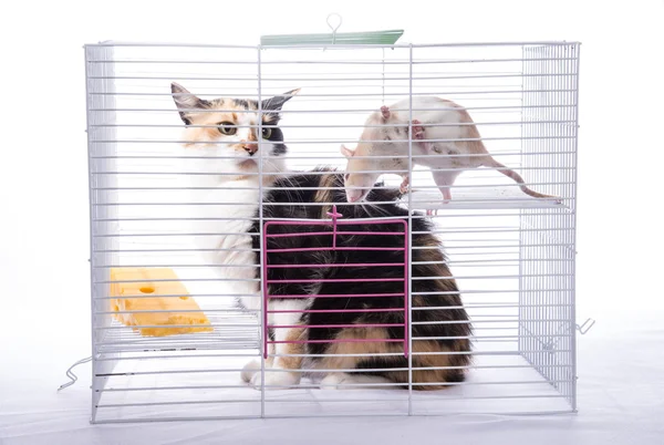 The cat sits in a cage with a big white rat