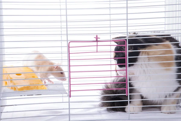 Le chat est assis dans une cage avec un gros rat blanc — Photo