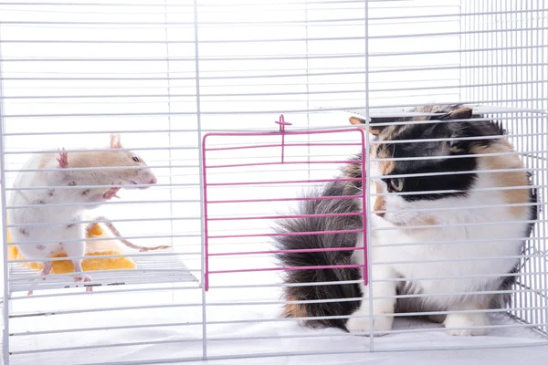 The cat sits in a cage with a big white rat — Stock Photo, Image