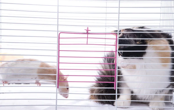 Kot siedzi w klatce z duży biały szczur — Zdjęcie stockowe