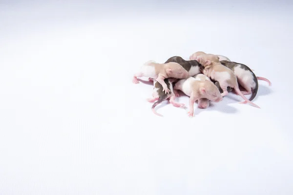 Küçük sıçan uyku grup — Stok fotoğraf