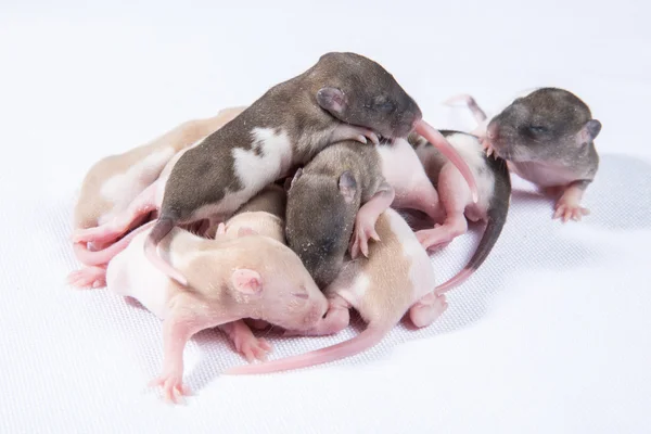 Little rat sleep bunch — Stock Photo, Image