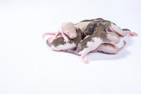 Little rat sleep bunch — Stock Photo, Image