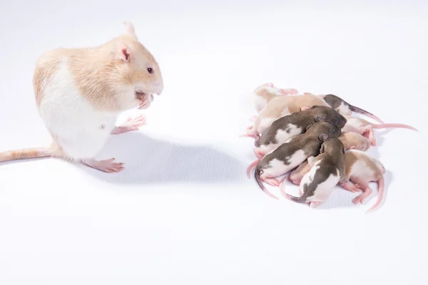 The family of rats — Stock Photo, Image