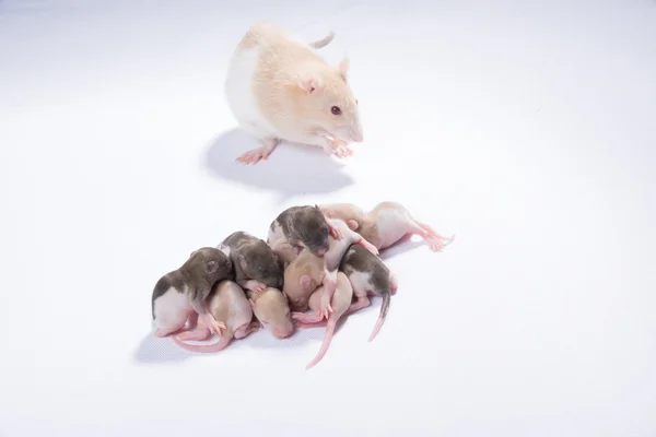 La familia de ratas — Foto de Stock