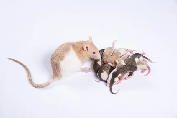 Ratos fêmeas foram alimentados com leite materno de ratos crianças — Fotografia de Stock