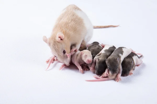 Mother rats were fed breast milk of rats children — Stock Photo, Image