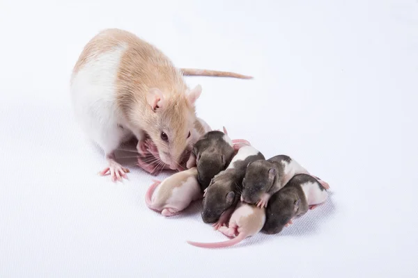 母で飼育したラットの子供の母乳 — ストック写真