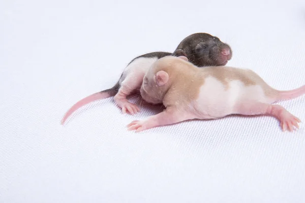 Young rats — Stock Photo, Image