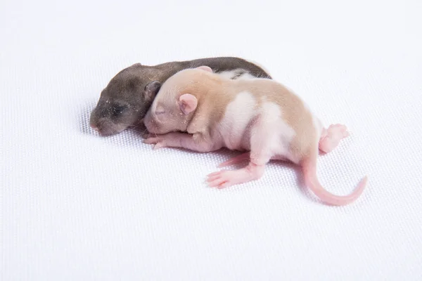 Unga råttor — Stockfoto