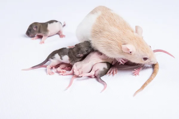 Ratos fêmeas foram alimentados com leite materno de ratos crianças — Fotografia de Stock