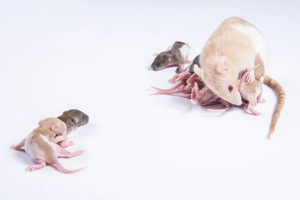 Mamma råttor matades bröstmjölk av råttor barn — Stockfoto