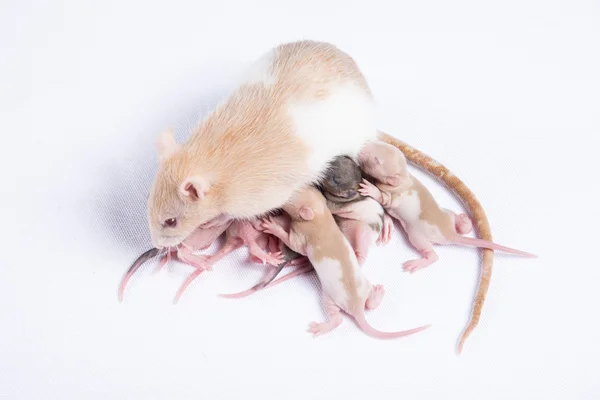Mamma råttor matades bröstmjölk av råttor barn — Stockfoto