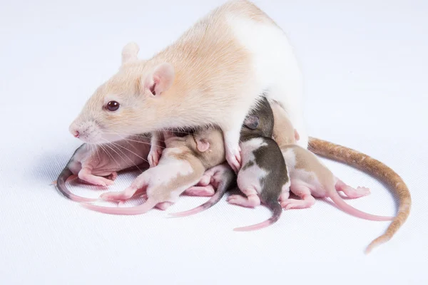 Ibu tikus diberi ASI anak-anak tikus — Stok Foto