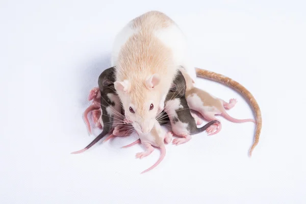 Moeder ratten werden gevoed moedermelk van ratten kinderen — Stockfoto