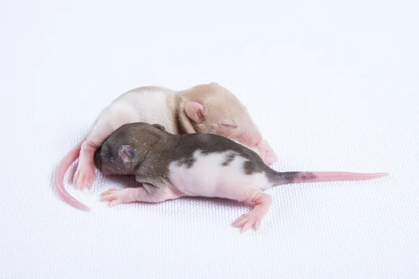 Young rats — Stock Photo, Image