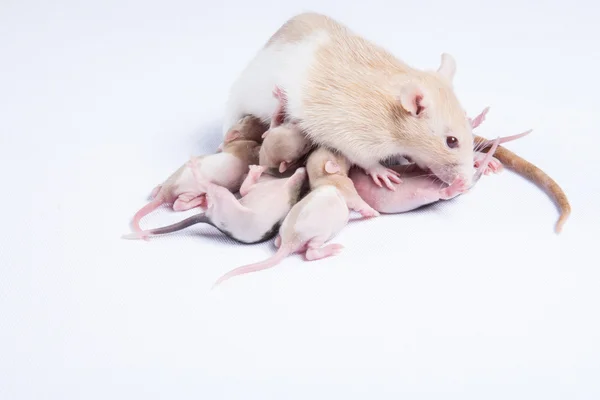 Mother rats were fed breast milk of rats children — Stock Photo, Image