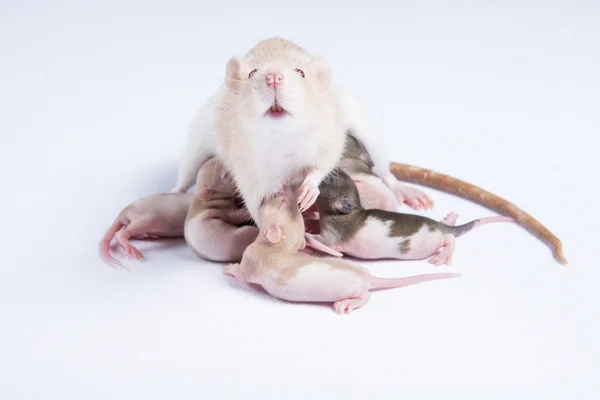 Mother rats were fed breast milk of rats children — Stock Photo, Image