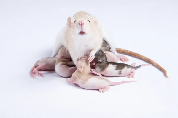 Mamma råttor matades bröstmjölk av råttor barn — Stockfoto