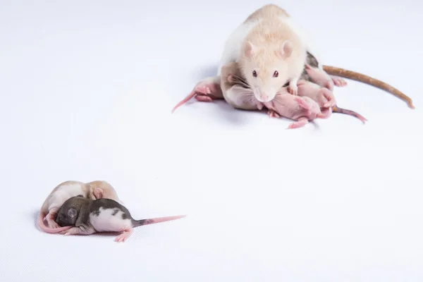 Matka szczury były karmione mlekiem szczury dzieci — Zdjęcie stockowe