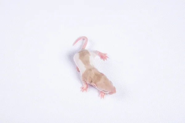 Young rats — Stock Photo, Image