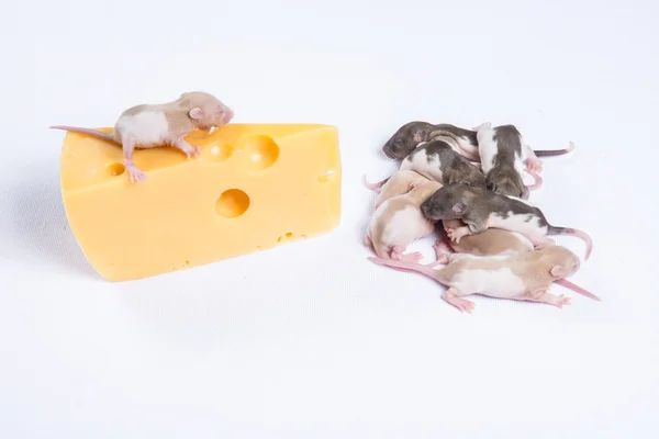 Kleine rat slaap naast een groot stuk kaas — Stockfoto