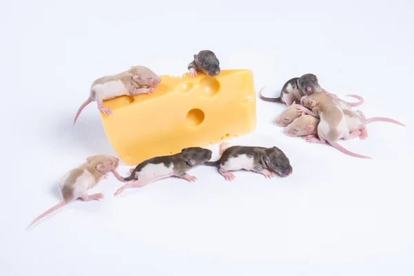 Kleine Ratte schläft neben einem großen Stück Käse — Stockfoto