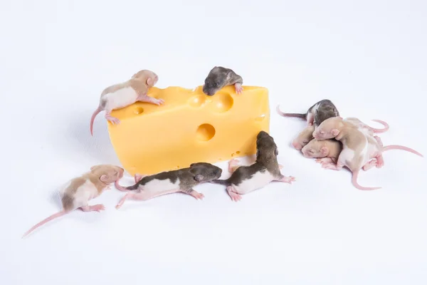 Kleine rat slaap naast een groot stuk kaas — Stockfoto