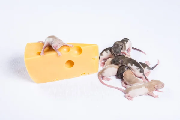 チーズの大きな部分の横に小さなラット睡眠 — ストック写真